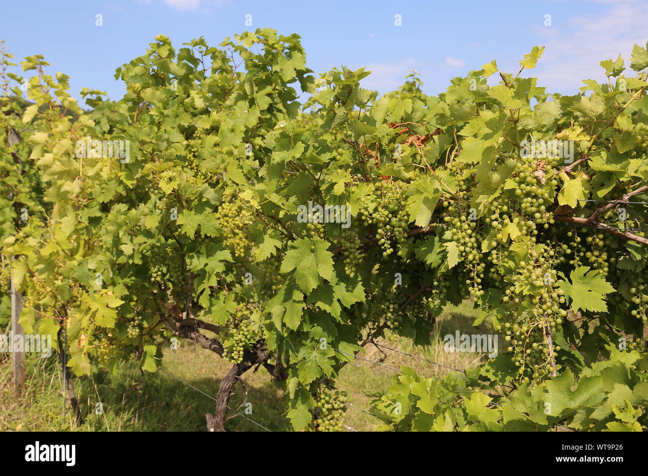 Reichensteiner (Vitis vinifera 'Reichensteiner') grapes, Denbies Wine Estate, Dorking, Surrey Hills, North Downs, England, Great Britain, UK, Europe Stock Photo