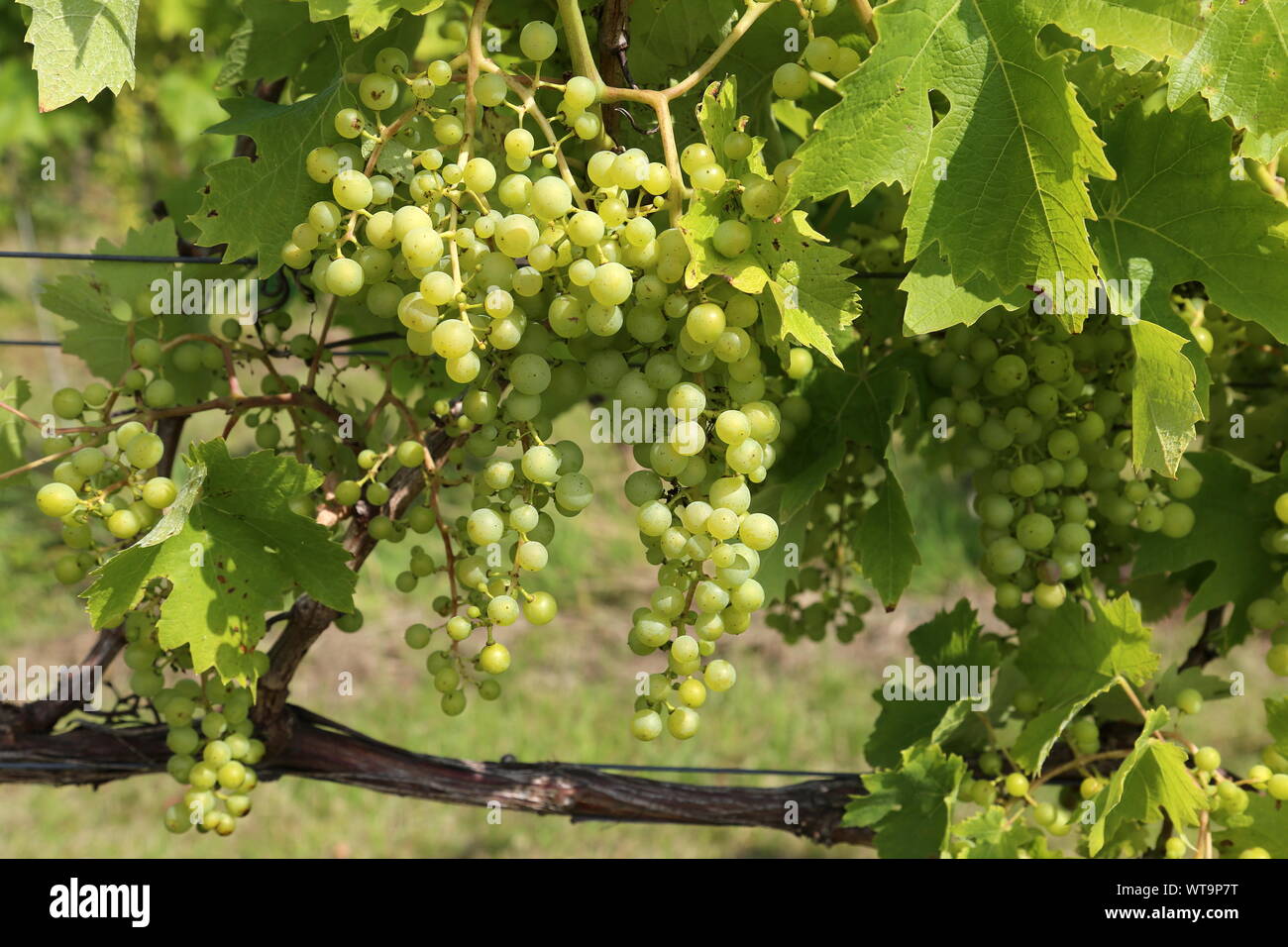 Reichensteiner (Vitis vinifera 'Reichensteiner') grapes, Denbies Wine Estate, Dorking, Surrey Hills, North Downs, England, Great Britain, UK, Europe Stock Photo