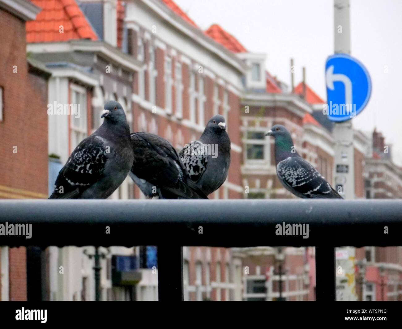 Four Pigeon Siting On Railings Stock Photo