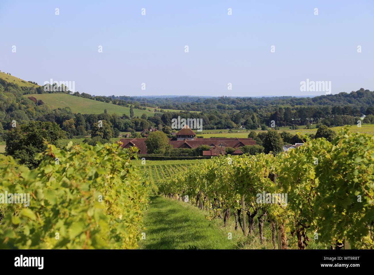 Reichensteiner (Vitis vinifera 'Reichensteiner') vines, Denbies Wine Estate, Dorking, Surrey Hills, North Downs, England, Great Britain, UK, Europe Stock Photo