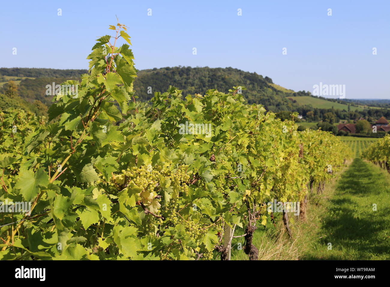 Reichensteiner (Vitis vinifera 'Reichensteiner') vines, Denbies Wine Estate, Dorking, Surrey Hills, North Downs, England, Great Britain, UK, Europe Stock Photo