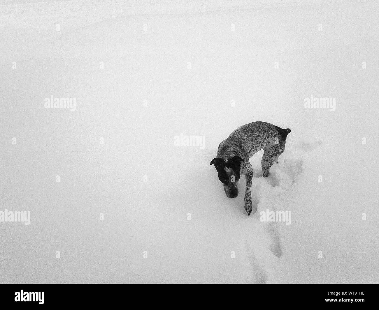 Domestic Short Haired Black And White Stock Photos Images Alamy