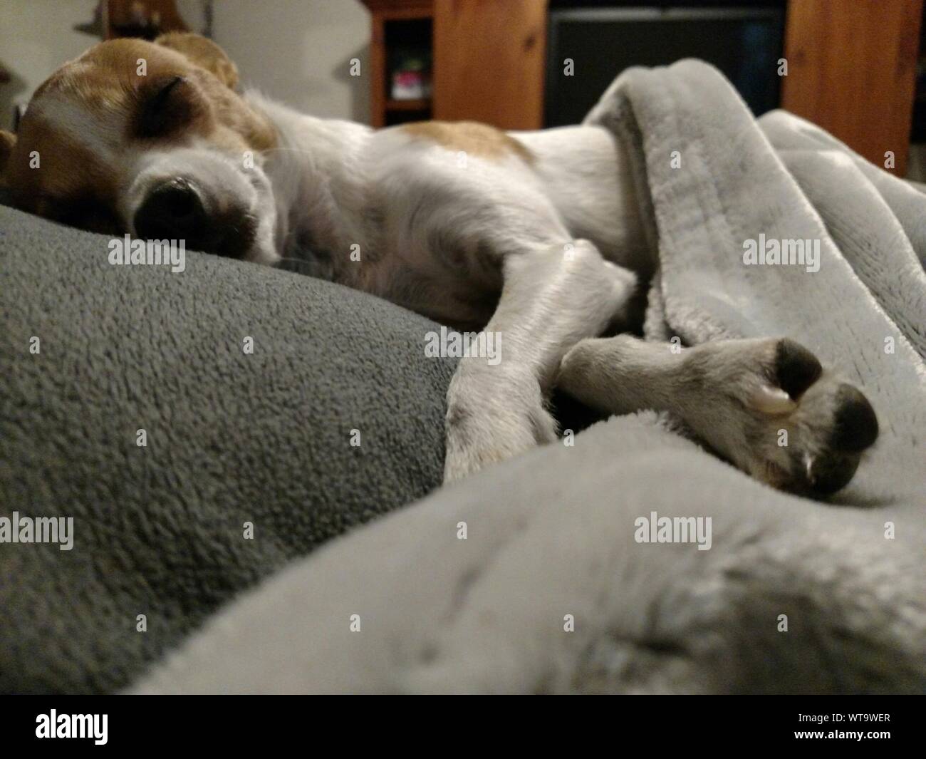 Dog Sleeping On Bed At Home Stock Photo Alamy