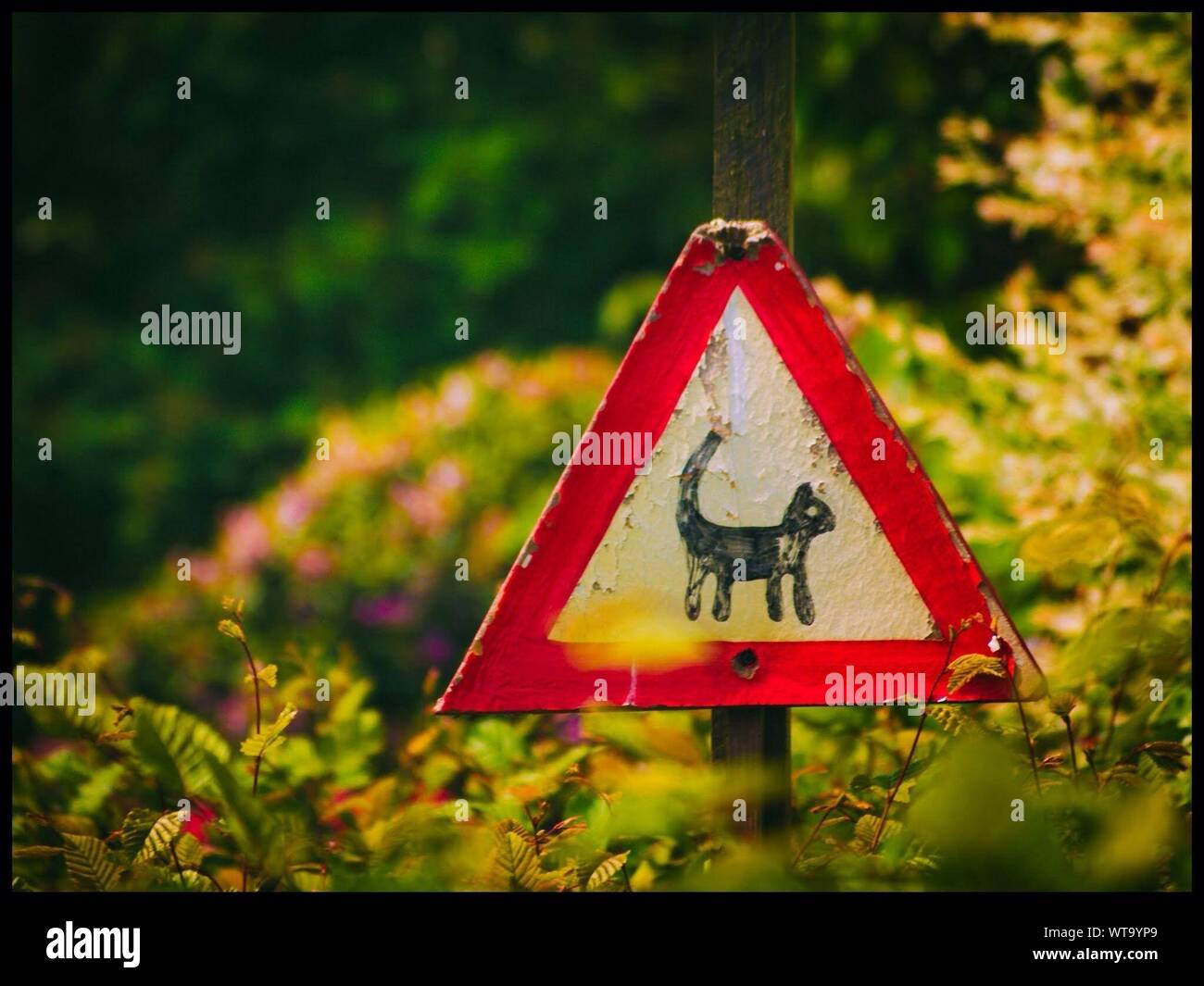 Cat crossing the road hires stock photography and images Alamy