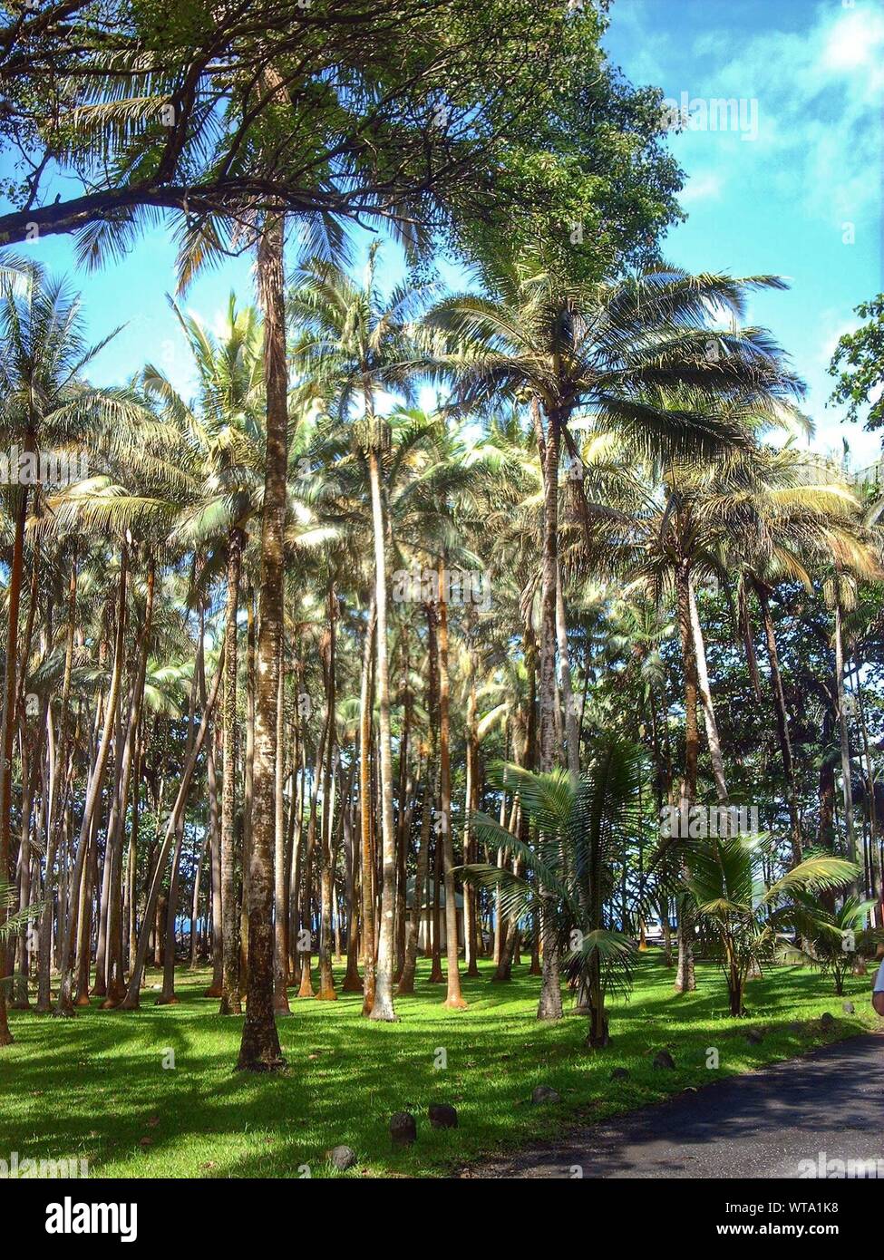 Palm trees for the garden hi-res stock photography and images - Alamy