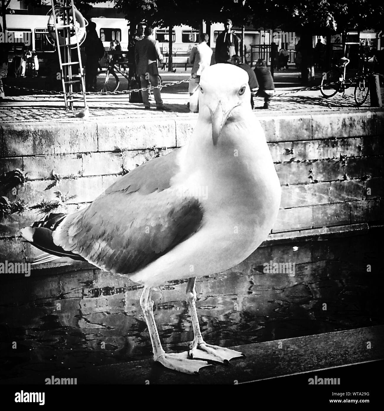 Full Length Portrait Of Seagull Outdoors Stock Photo Alamy