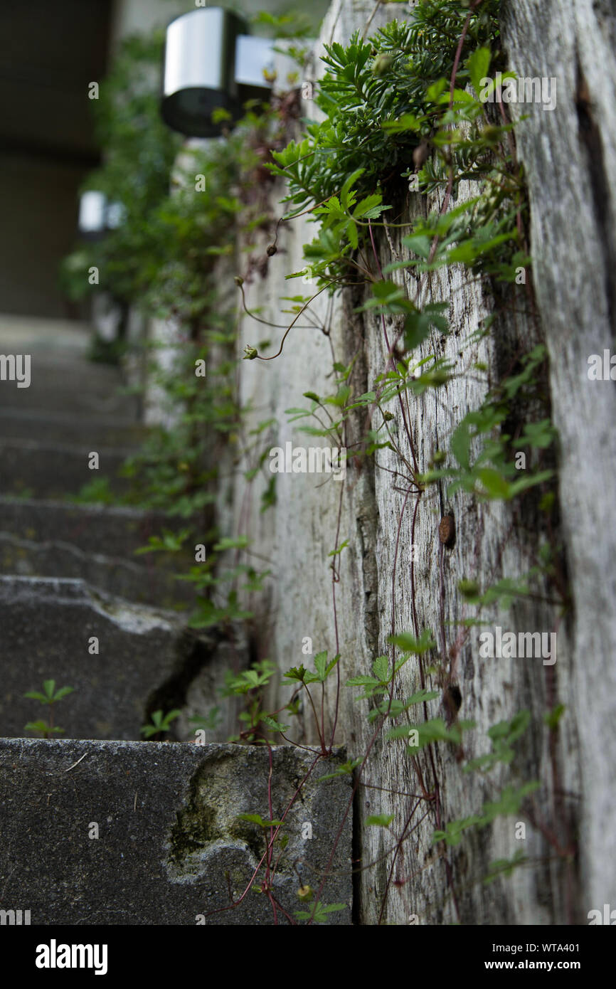 Green plants wall hi-res stock photography and images - Alamy