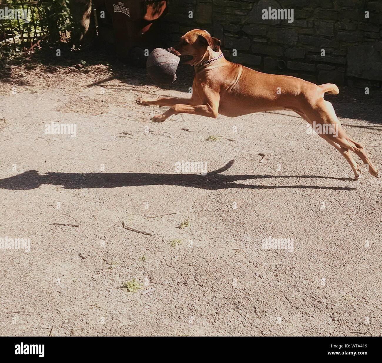 Side View Of A Dog Holding Ball In Mouth Stock Photo Alamy