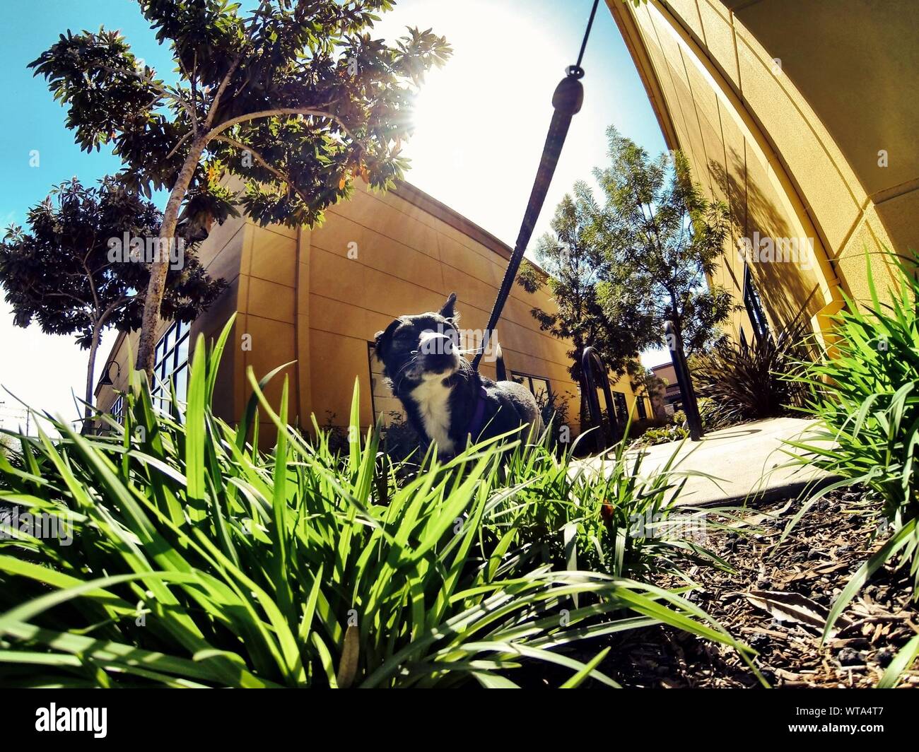 Dog Tied In Backyard Stock Photo Alamy