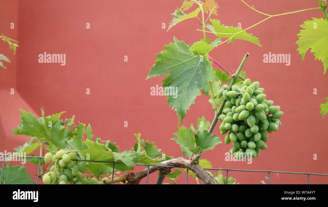 Grape vine wall hires stock photography and images Alamy