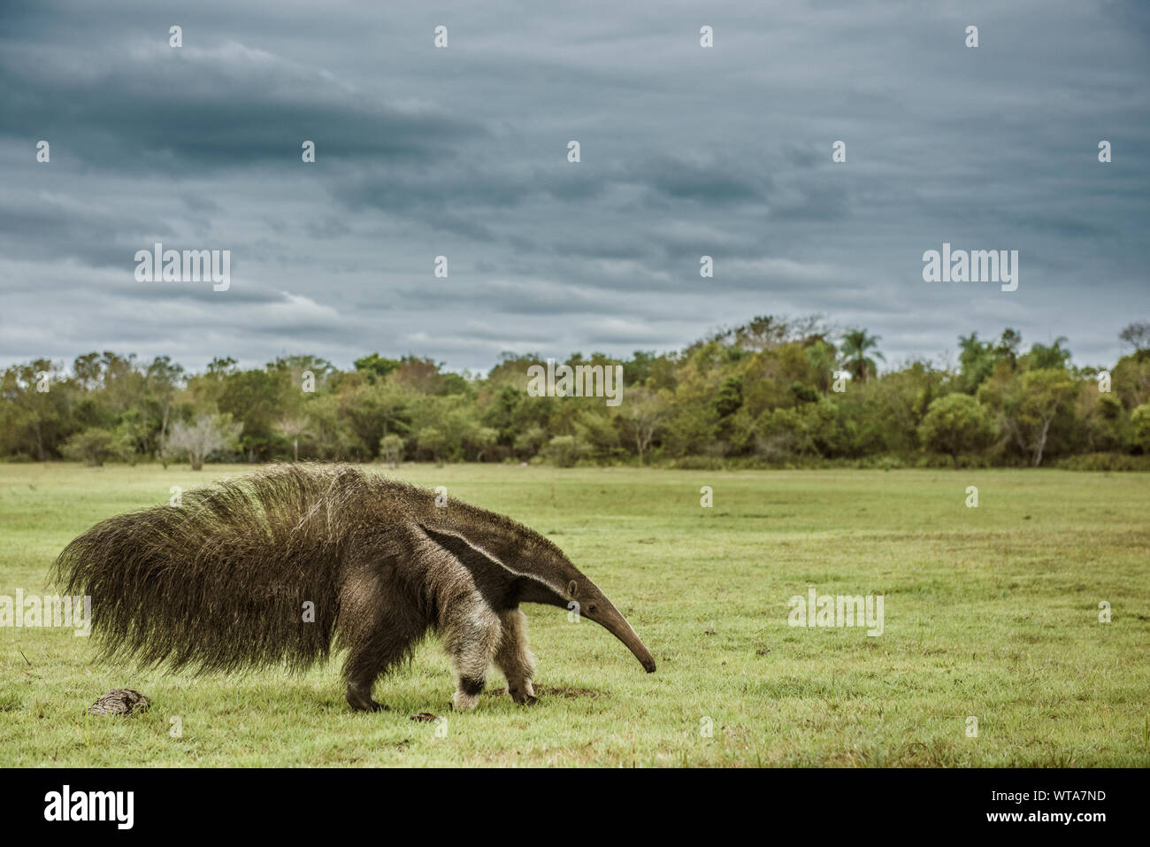 Giant anteater walking in Brazilian Pantanal wetland Stock Photo