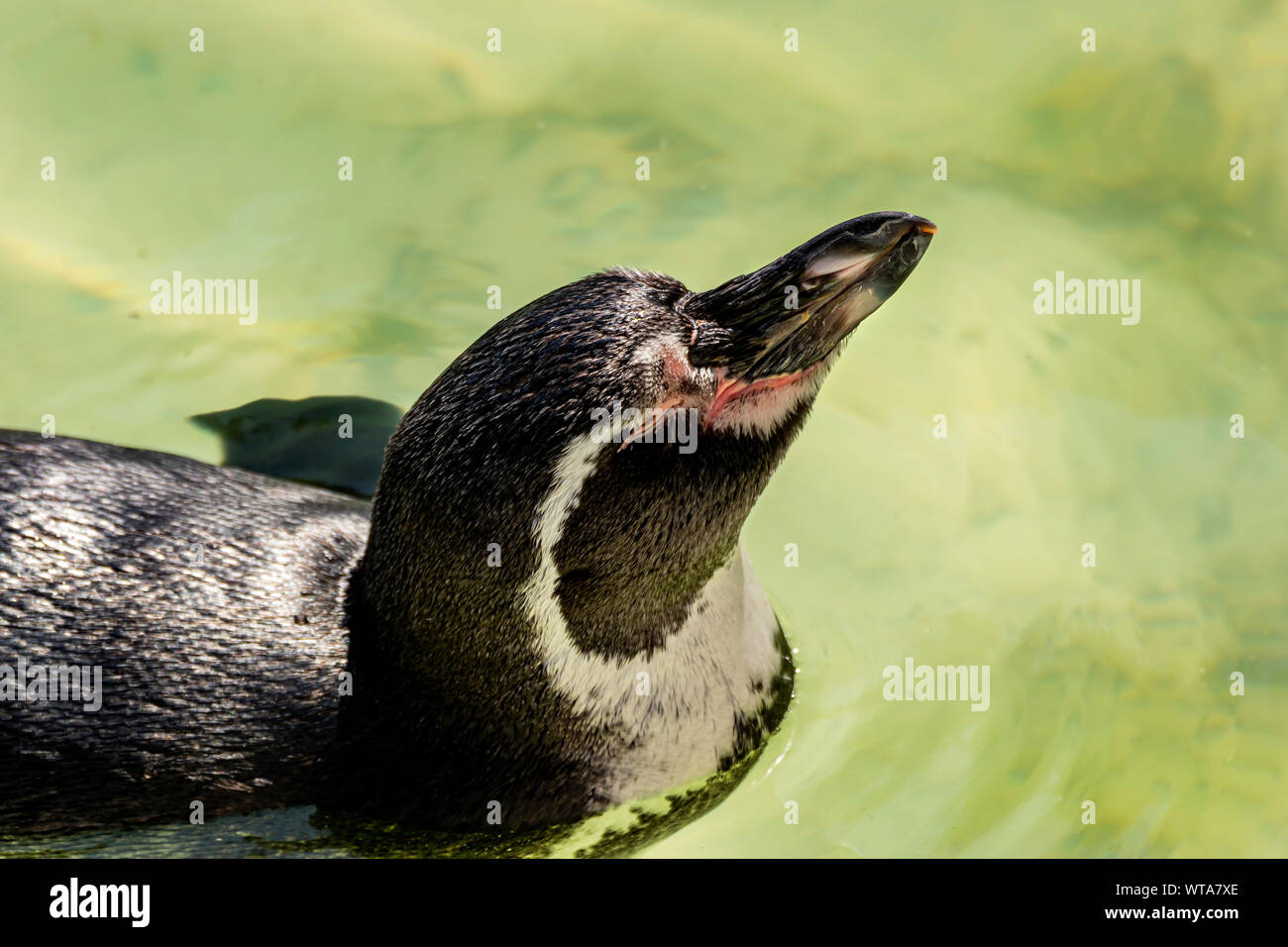 Penguin Swimming in the sun at Newquay Zoo in Cornwall, UK Stock Photo