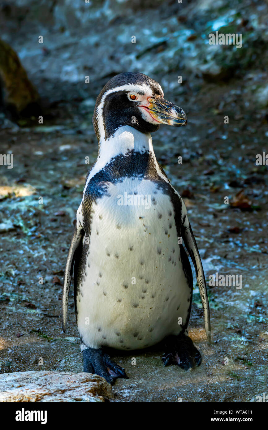 Penguin at Newquay Zoo in Cornwall, UK Stock Photo