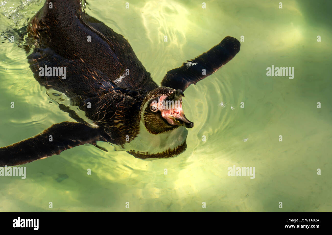 Penguin Swimming in the sun at Newquay Zoo in Cornwall, UK Stock Photo