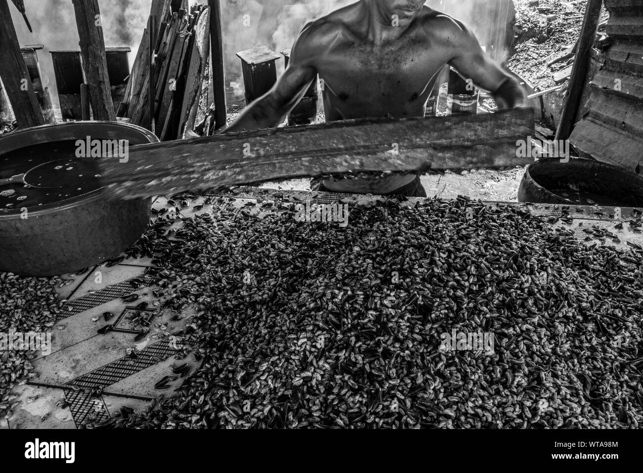 Man sieving and cleaning clams Stock Photo