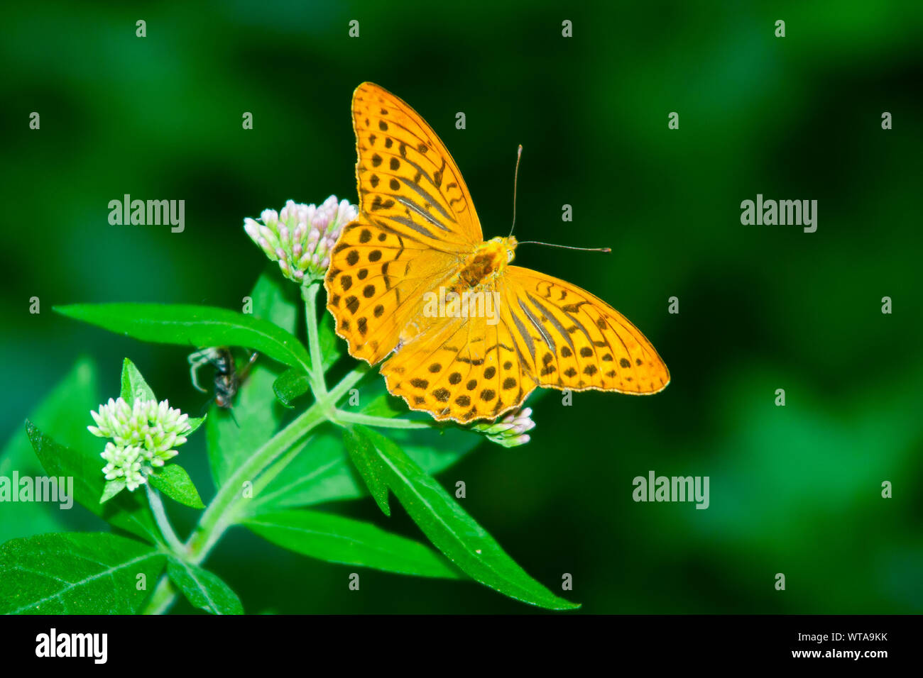 A Silver washed fritillary butterfly in Provencal Drome France Stock Photo