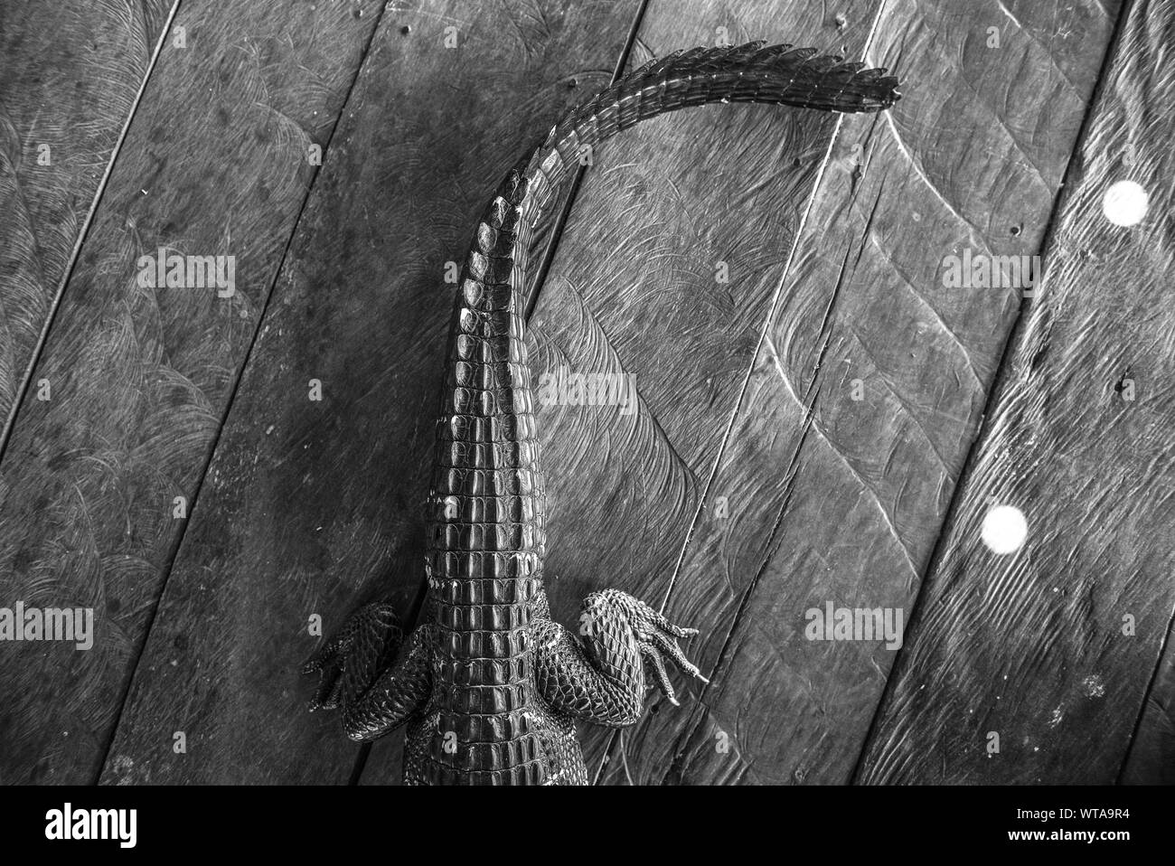 Alligator tail and wood background Stock Photo