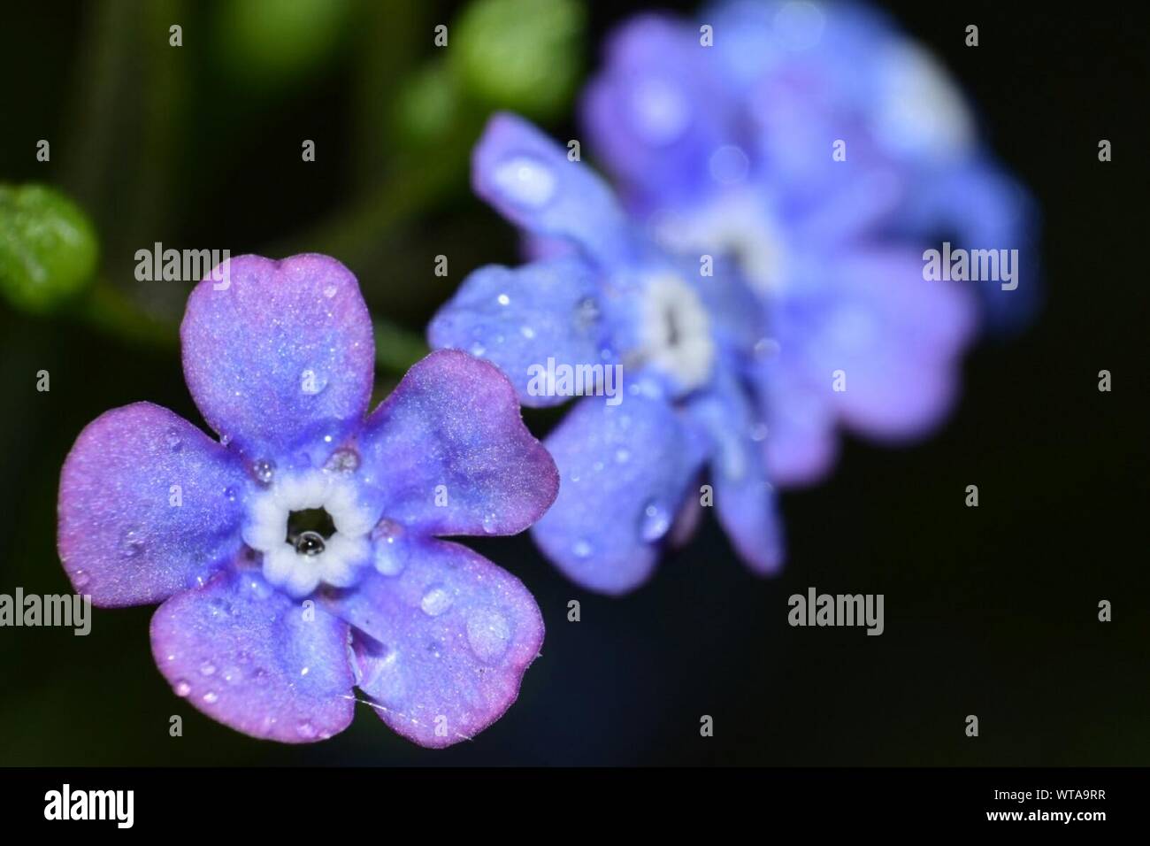 Close Up Of Wet Purple Forget Me Not Flowers Blooming In Field Stock Photo Alamy