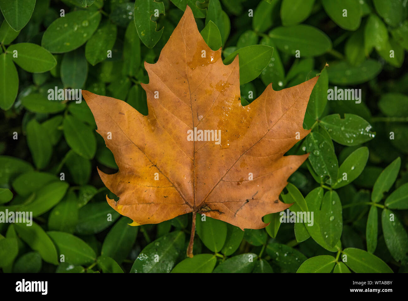 Maple leaf canadian flag hi-res stock photography and images - Alamy