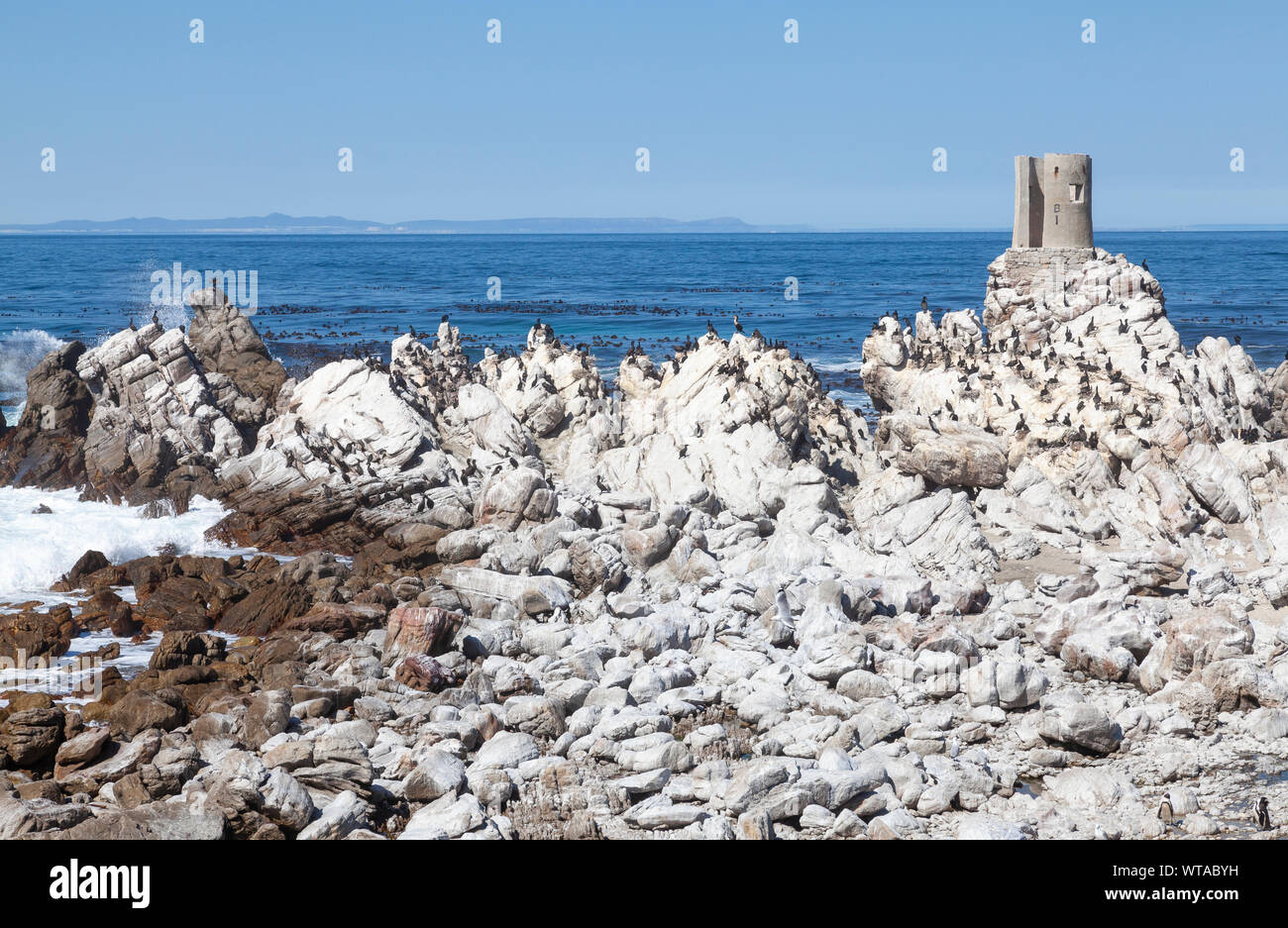 The Vulnerable African Penguin (Spheniscus demersus) and cormorant breeding colony at Stony Point Nature Reserve, Overberg, Western Cape, South Africa Stock Photo