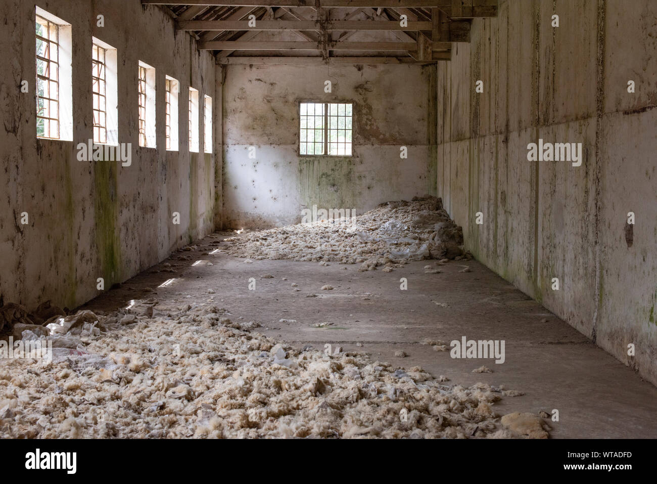Abandoned slaughter warehouse with sheep wool on the floor Stock Photo