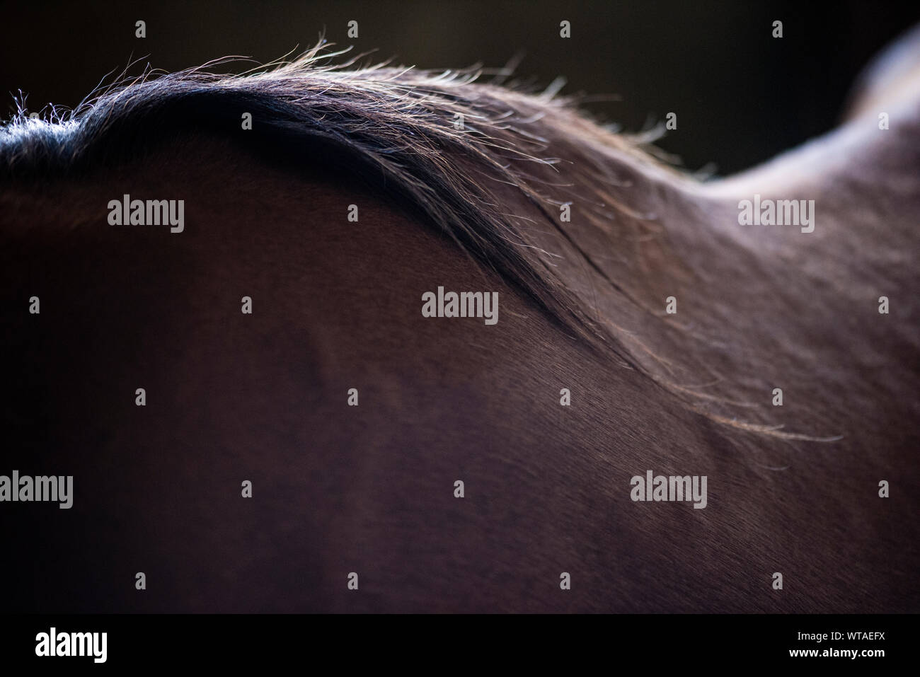 Horse main crest Stock Photo