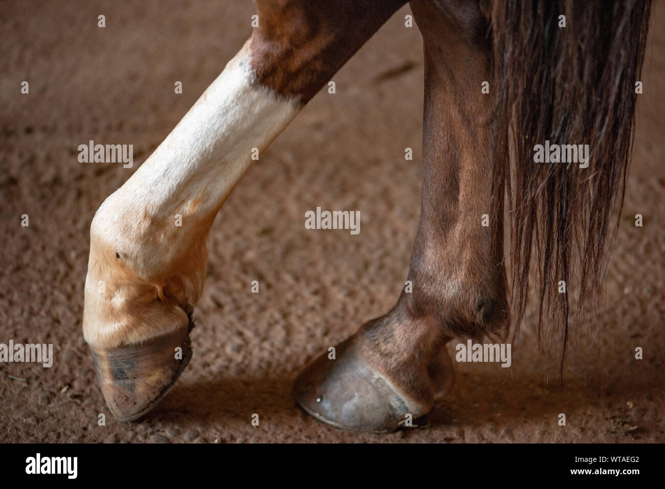 Horse paw Stock Photo Alamy