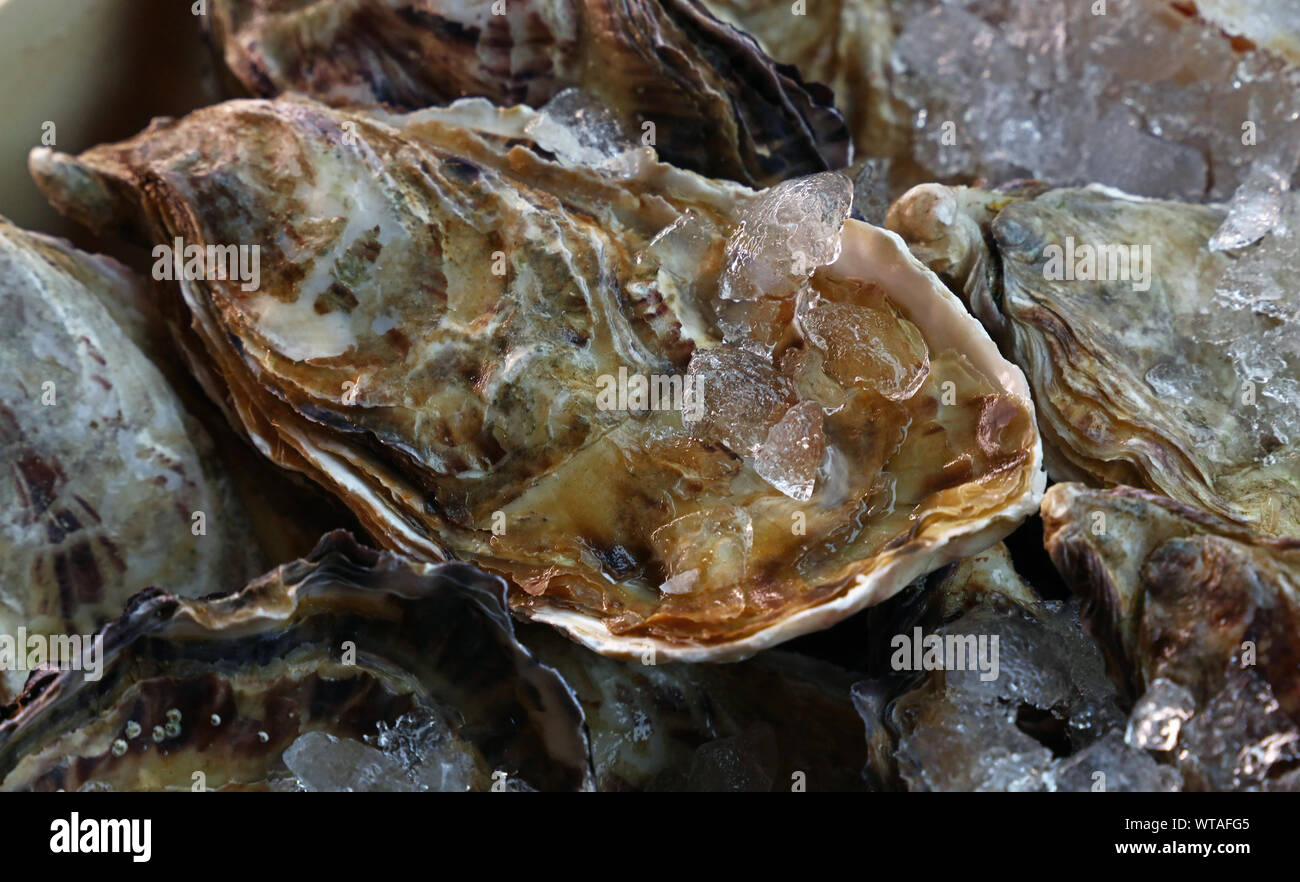 Rock oysters hires stock photography and images Alamy