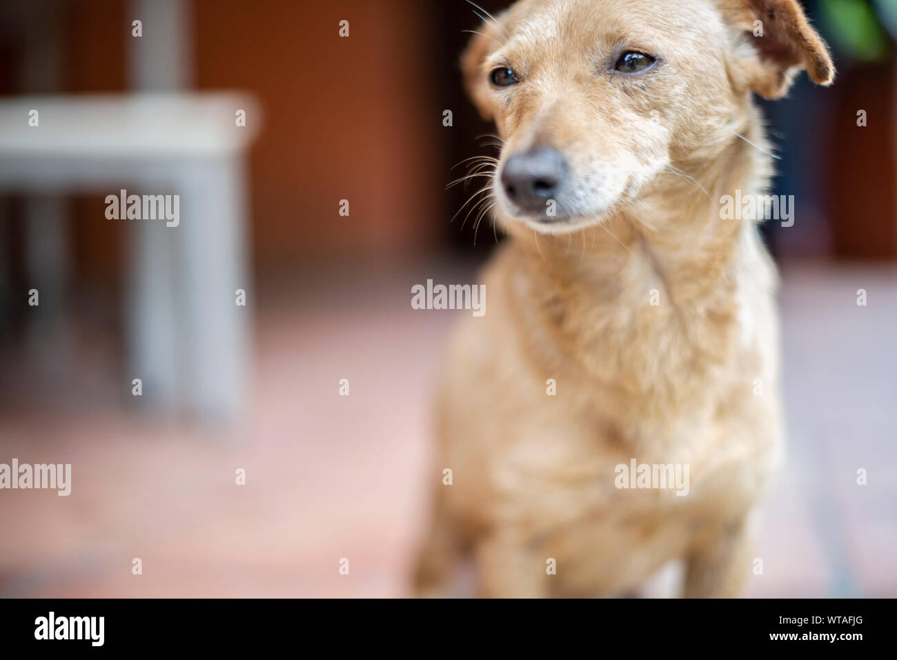 Cute mutt staring away Stock Photo