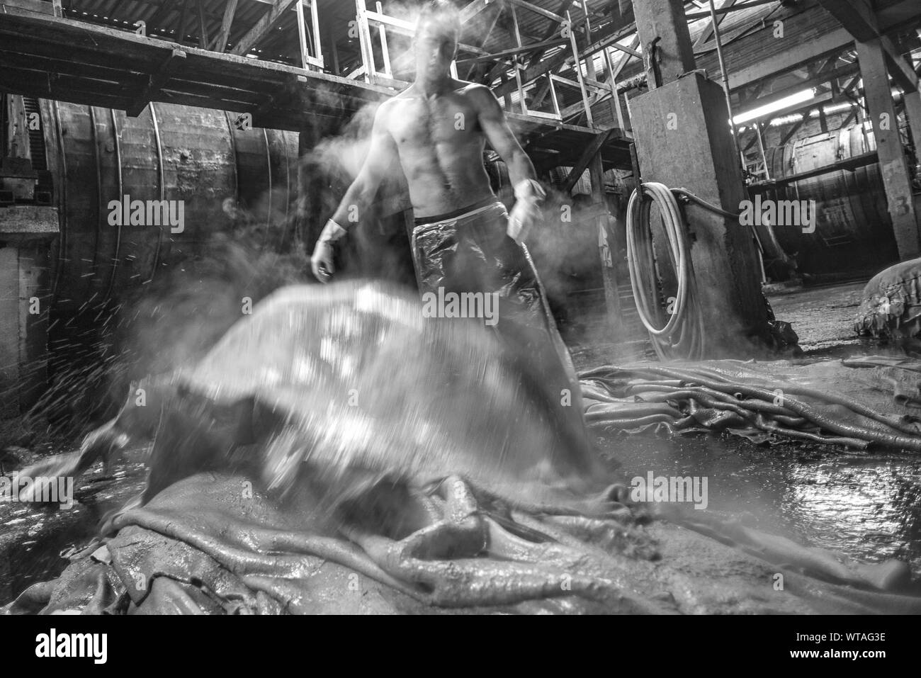 Tannery worker throws a huge piece of washed leather in the floor Stock Photo