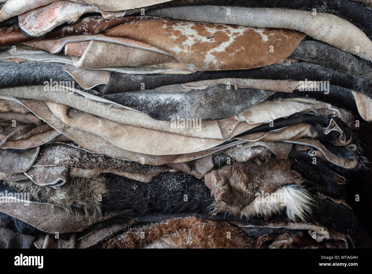 Pieces of raw leather stacked in tannery Stock Photo