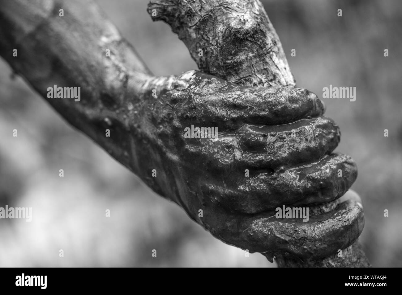 Muddy hand of a native picking up crabs in mangrove Stock Photo
