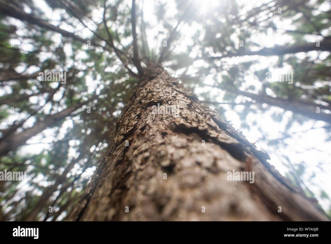Huge pine trunk Stock Photo