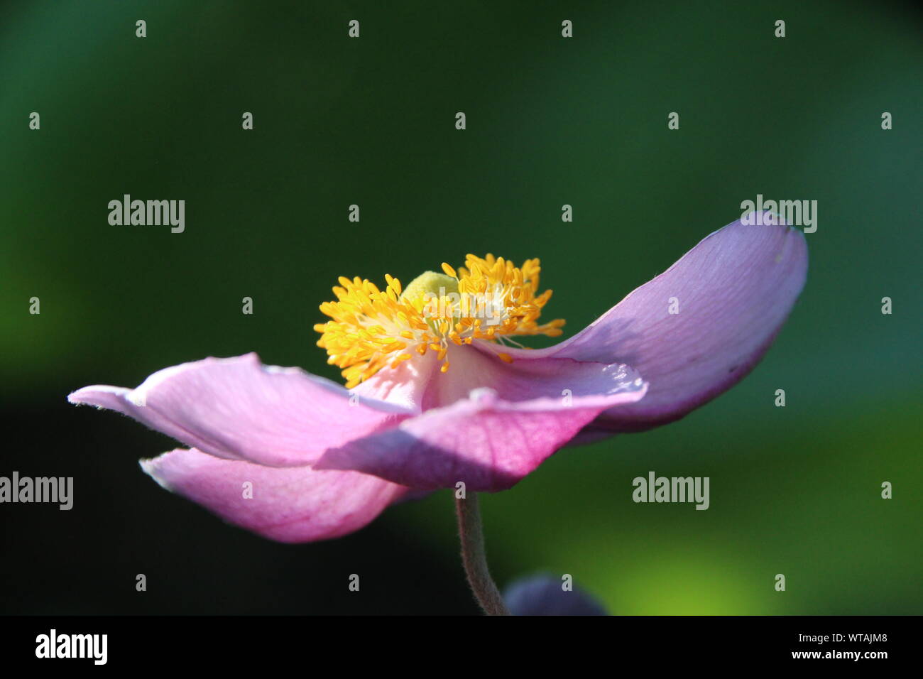 A Japanese anemone with a green background Stock Photo