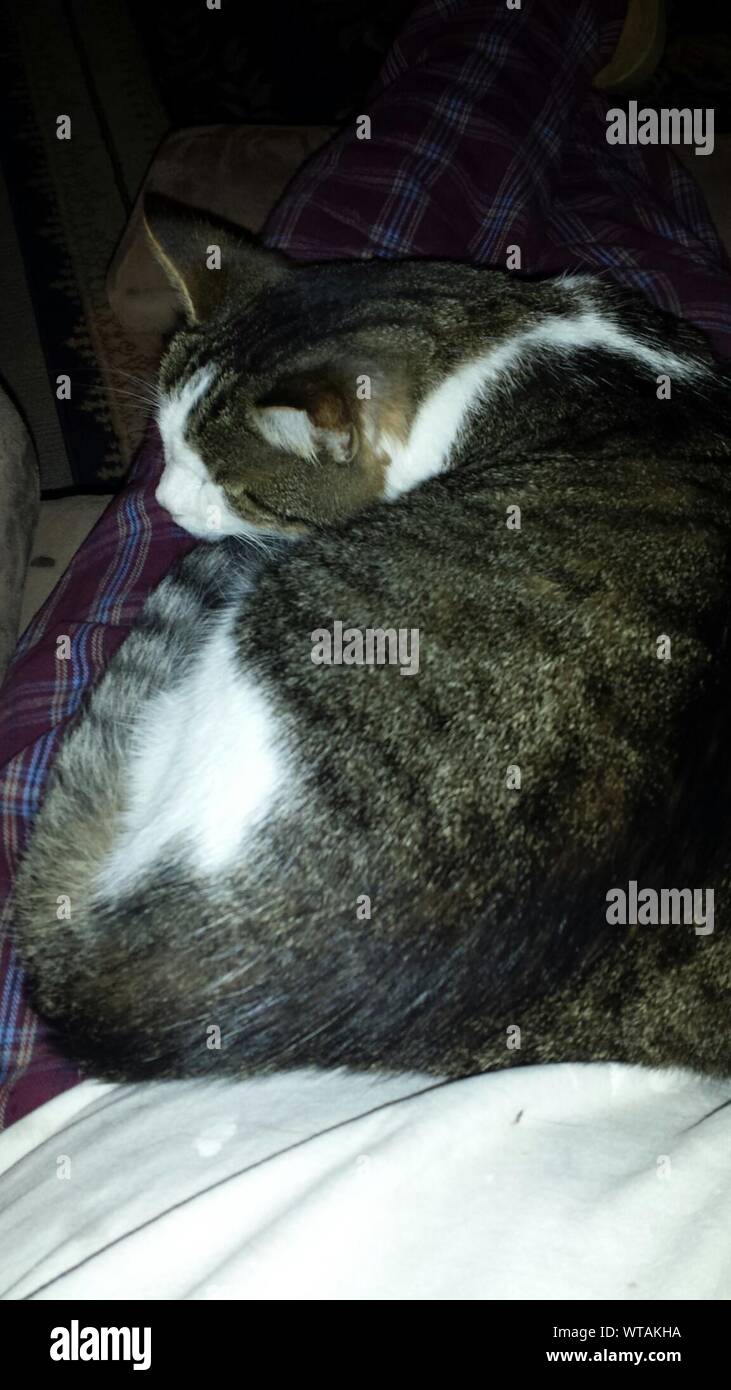 Sleeping man sleeping cat hires stock photography and images Alamy