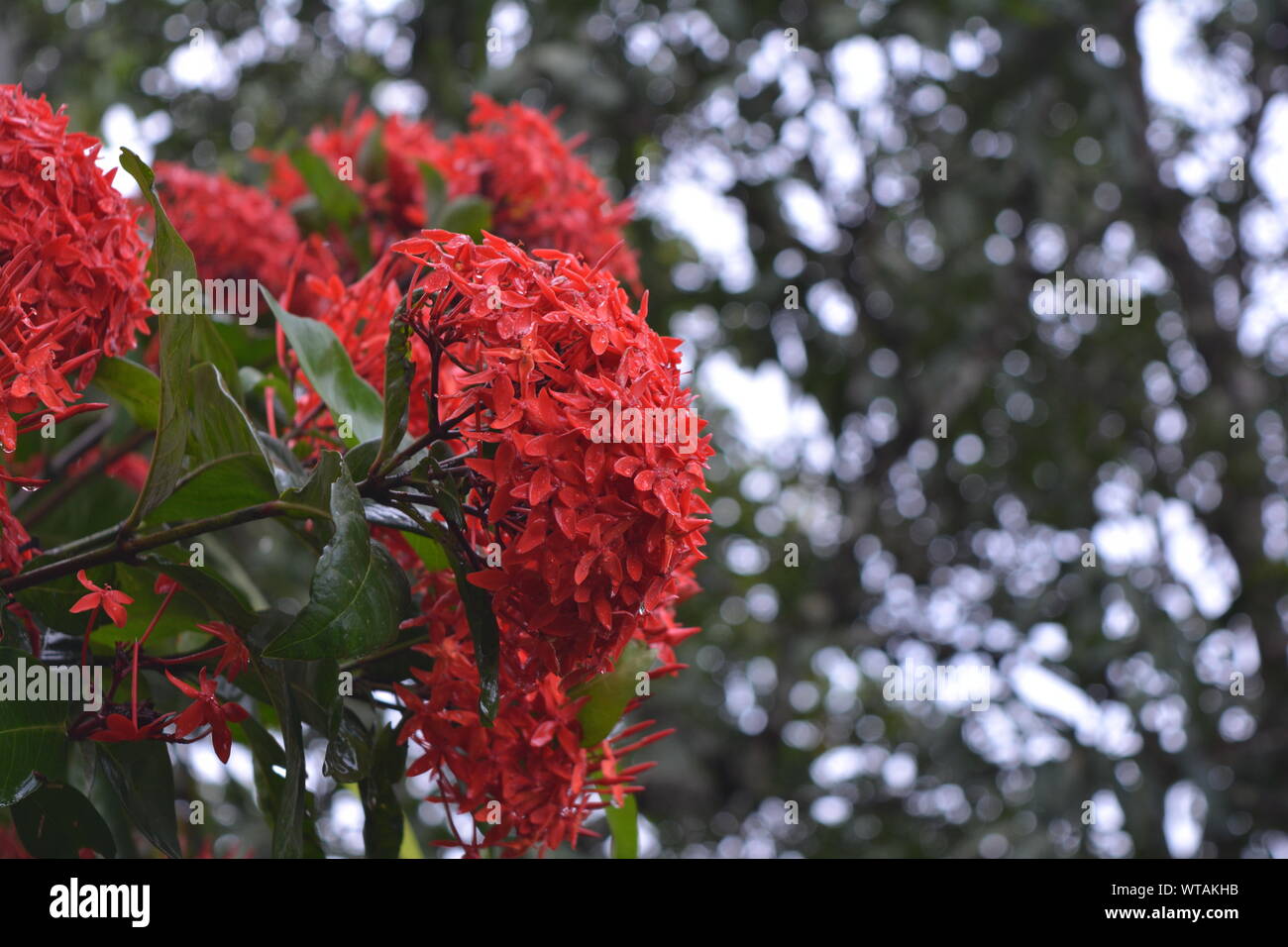 South india flower hi-res stock photography and images - Alamy