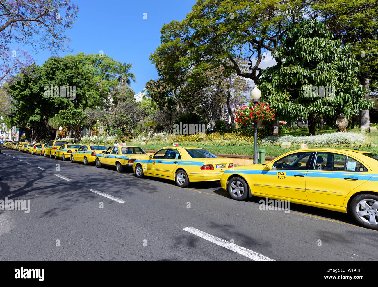 A long line of yellow taxi cabs Stock Photo