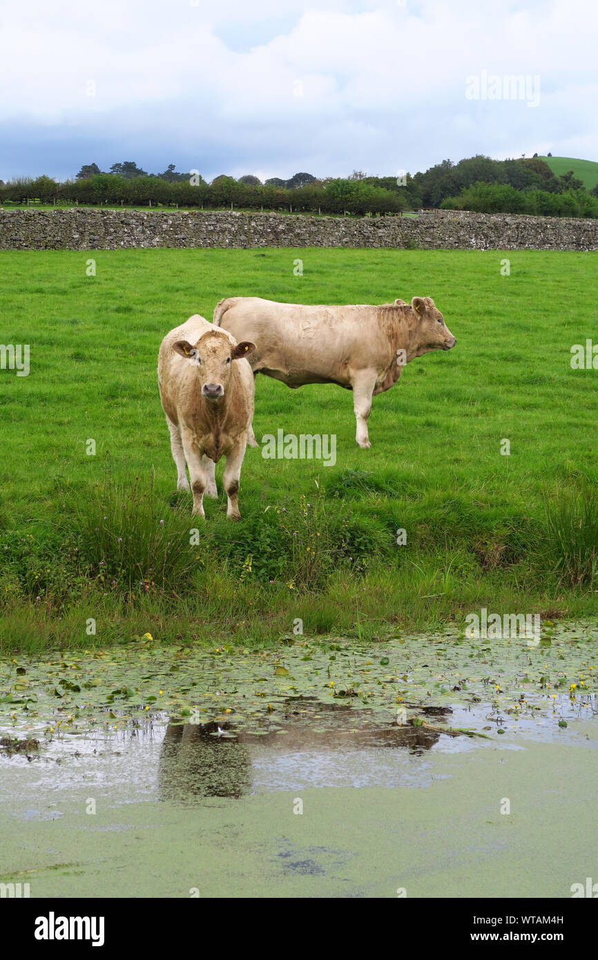 Cattle on the bank of the Lancaster Canal at Crooklands, Cumbria Stock Photo