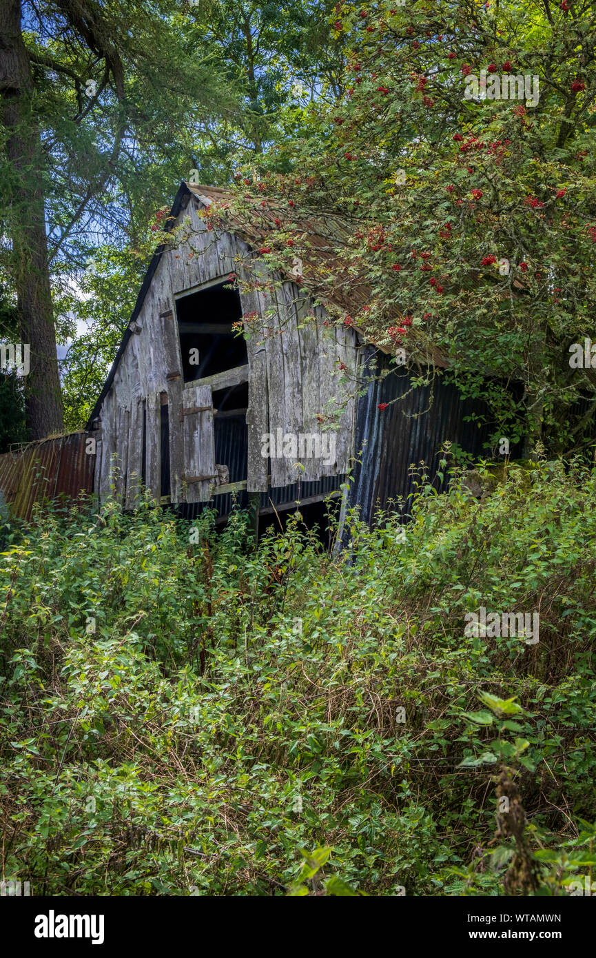 Ruins of farm buildings in the English countryside returned to nature -abandoned and derelict ruined barn overgrown by vegetation and trees Stock Photo