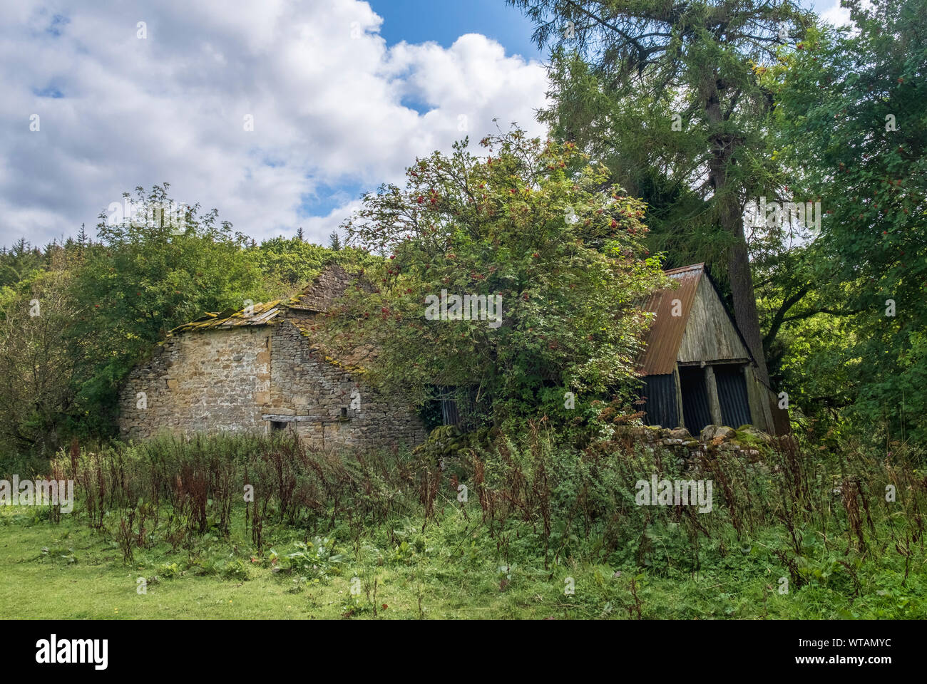 Ruins of a house in the English countryside returned to nature -abandoned and derelict ruin of a farmhouse and barn overgrown by vegetation and trees Stock Photo