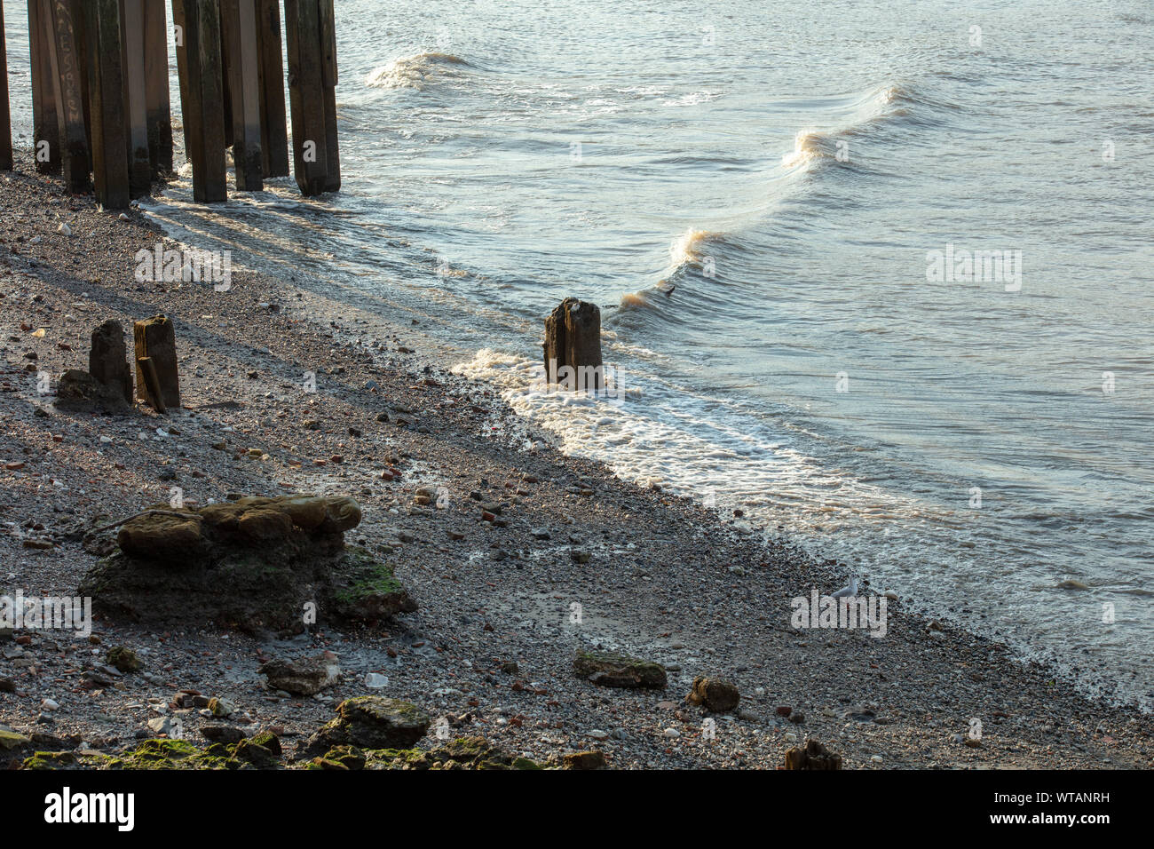 Wave line on the river Thames in London at low tide, when gravel, stones and old wooden structures are visible, on a sunny evening in summer. Stock Photo
