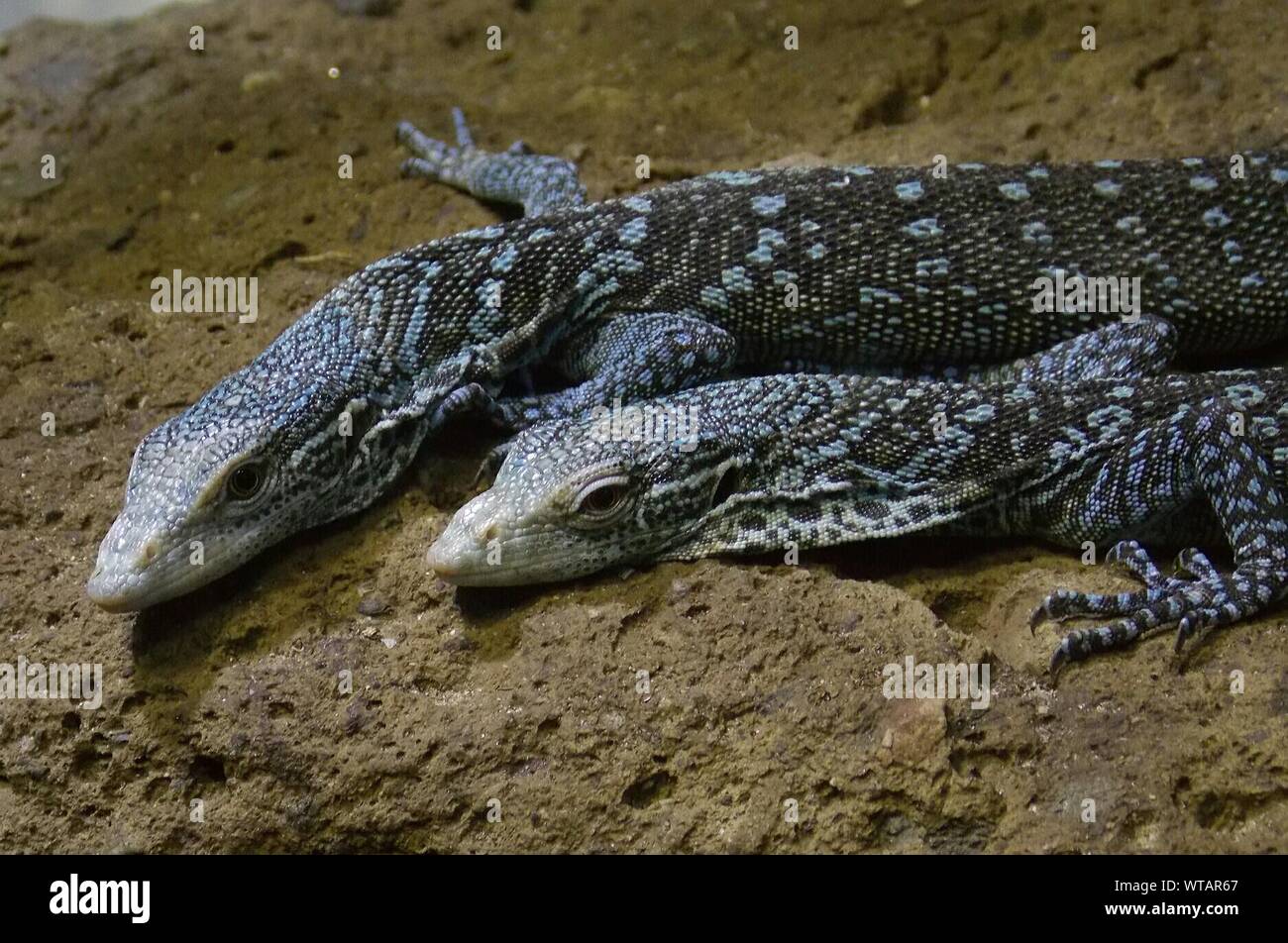 Lizards monitor lizards hires stock photography and images Alamy