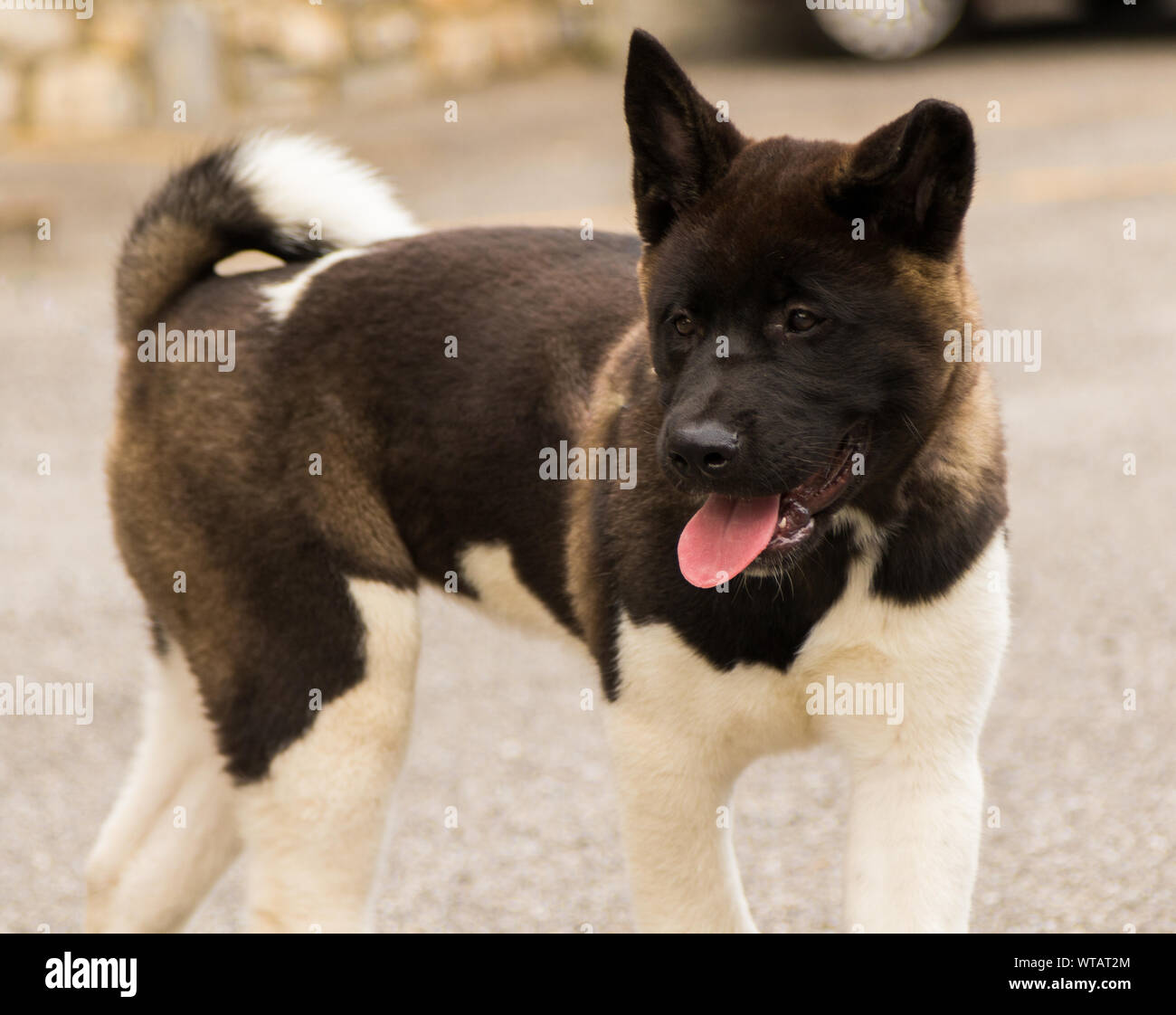 Akita american dog, purebred female. young pet Stock Photo Alamy