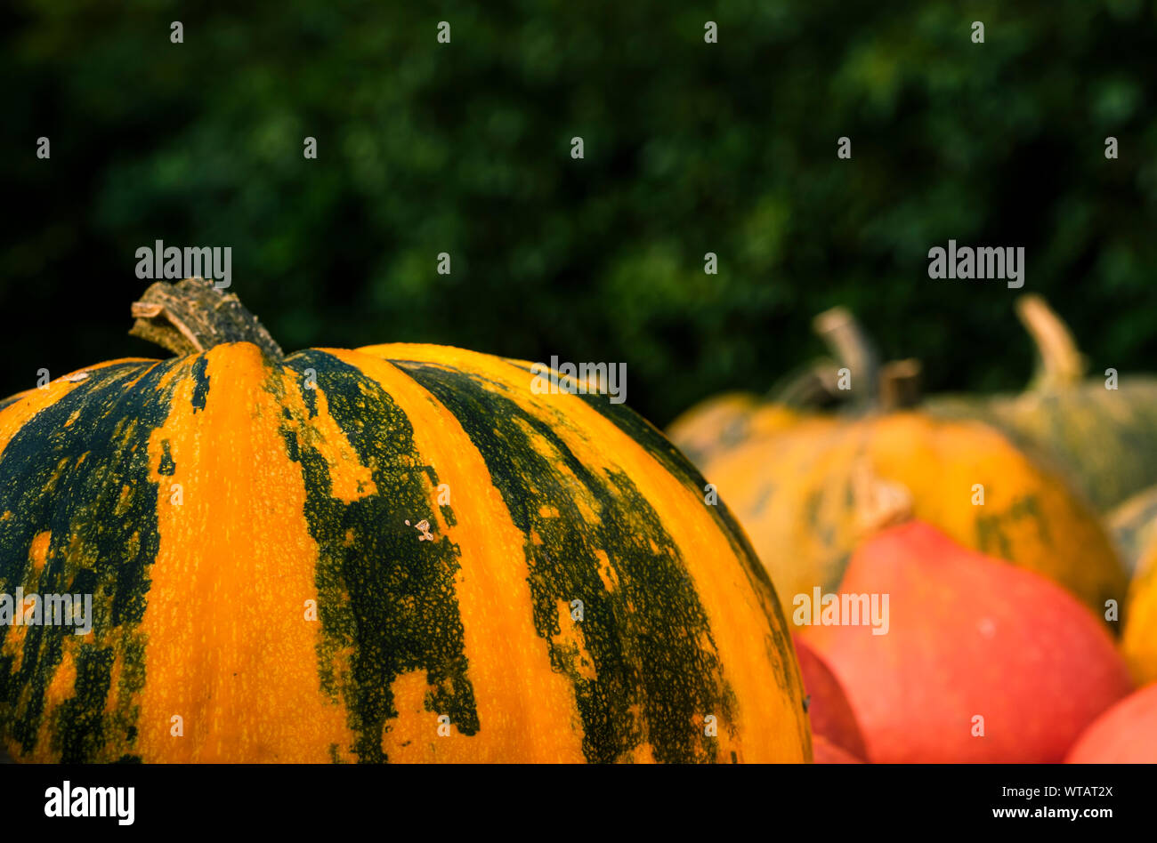 Striped yellow squash with green lines. Pile of freshly harvested