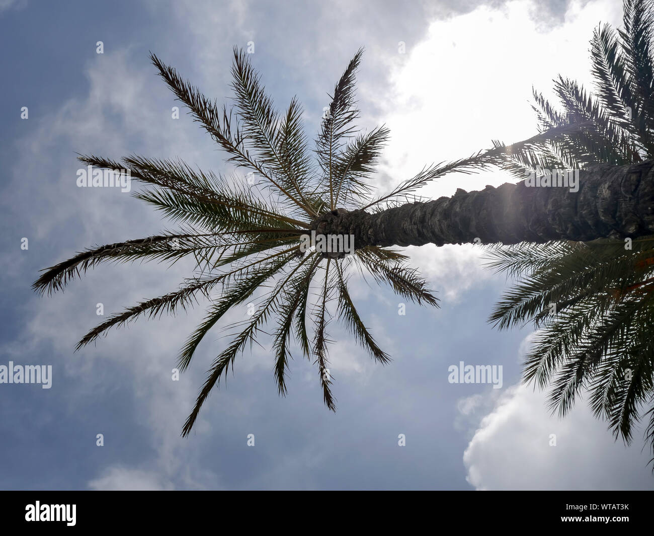 Palm trees on a cloudy sky background, summer concept Stock Photo