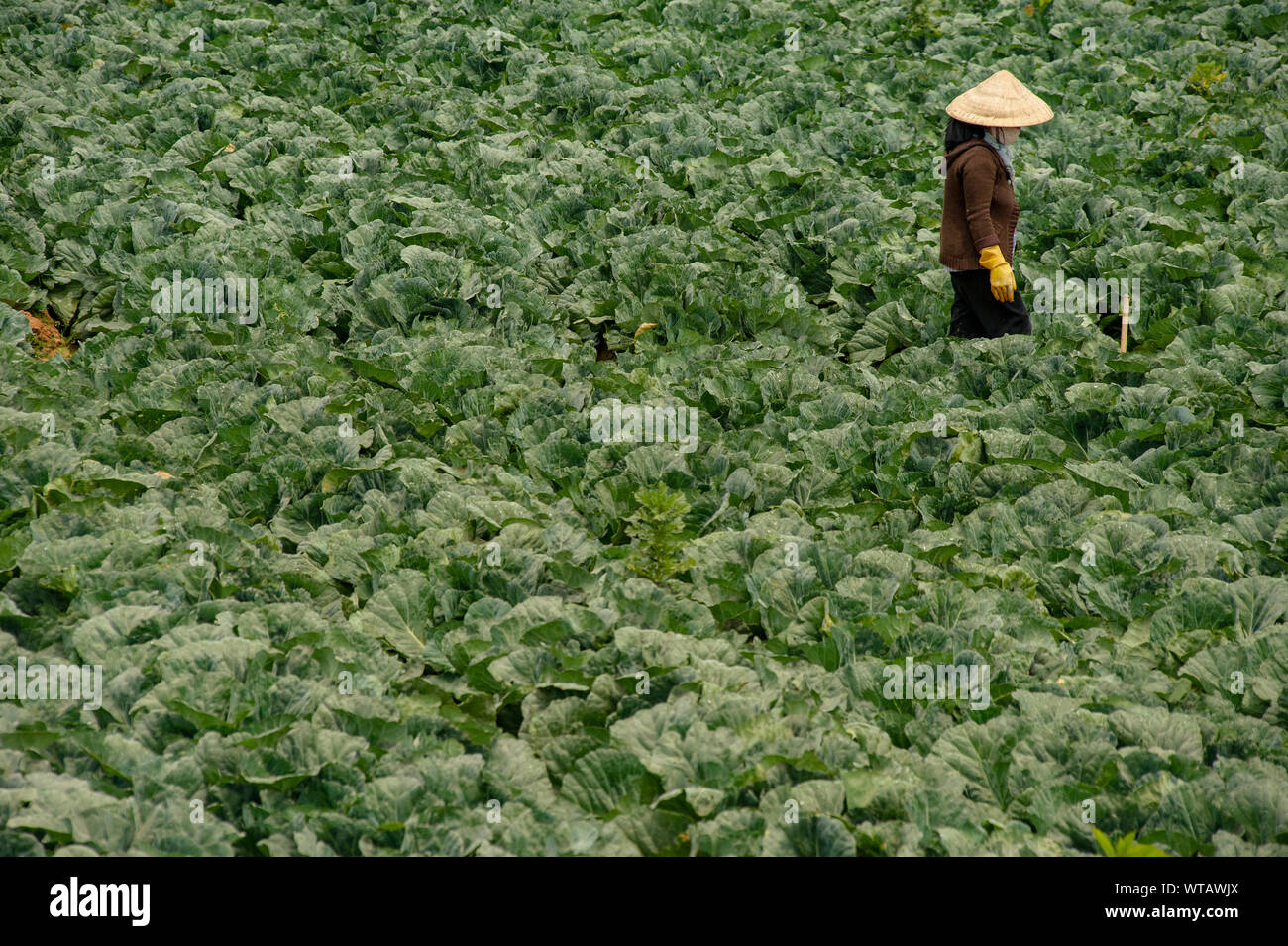 Vietnamese woman in the vegetable plantation Stock Photo