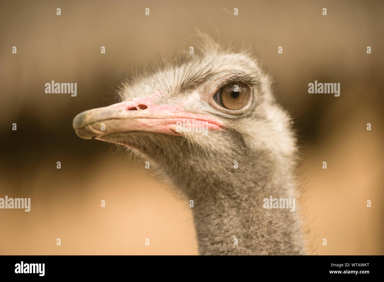 Ostrich Stock Photo