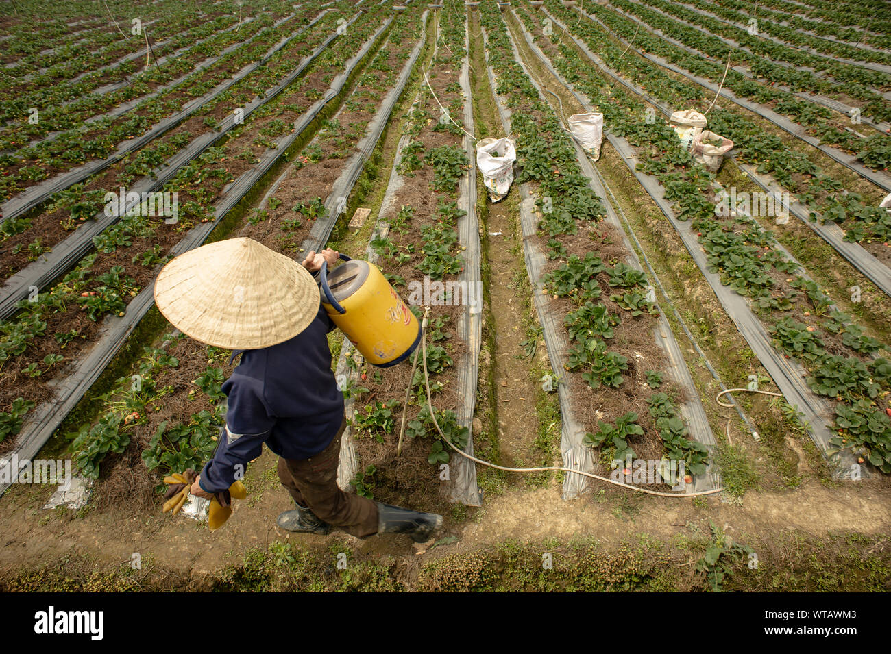 Woman works on strawberry field wearing traditional Asian hat Stock Photo