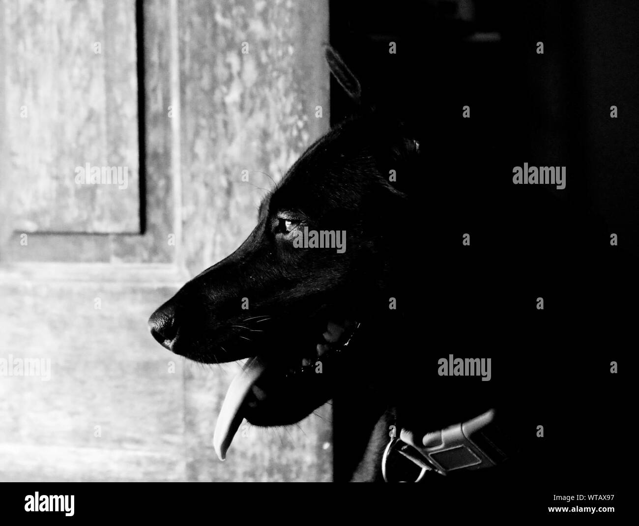 Dog close door High Resolution Stock Photography and Images Alamy