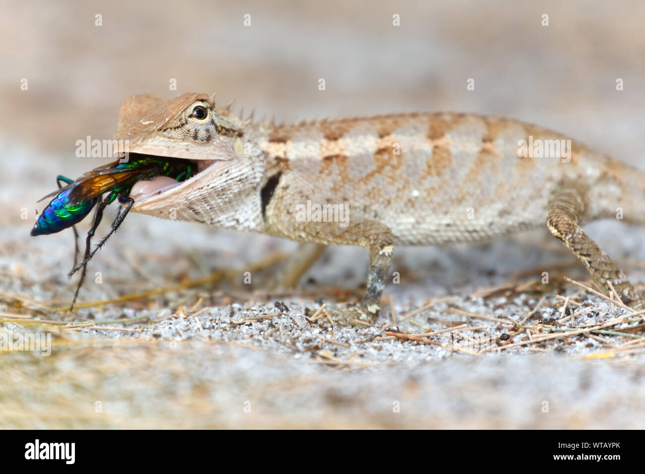 A wild lizard from Agamidae family is eating a colorful wasp on the sand. Thailand Stock Photo